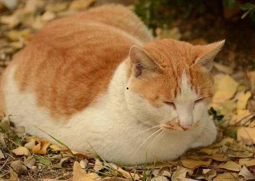 娱乐吃瓜酱猫抢鸡仔